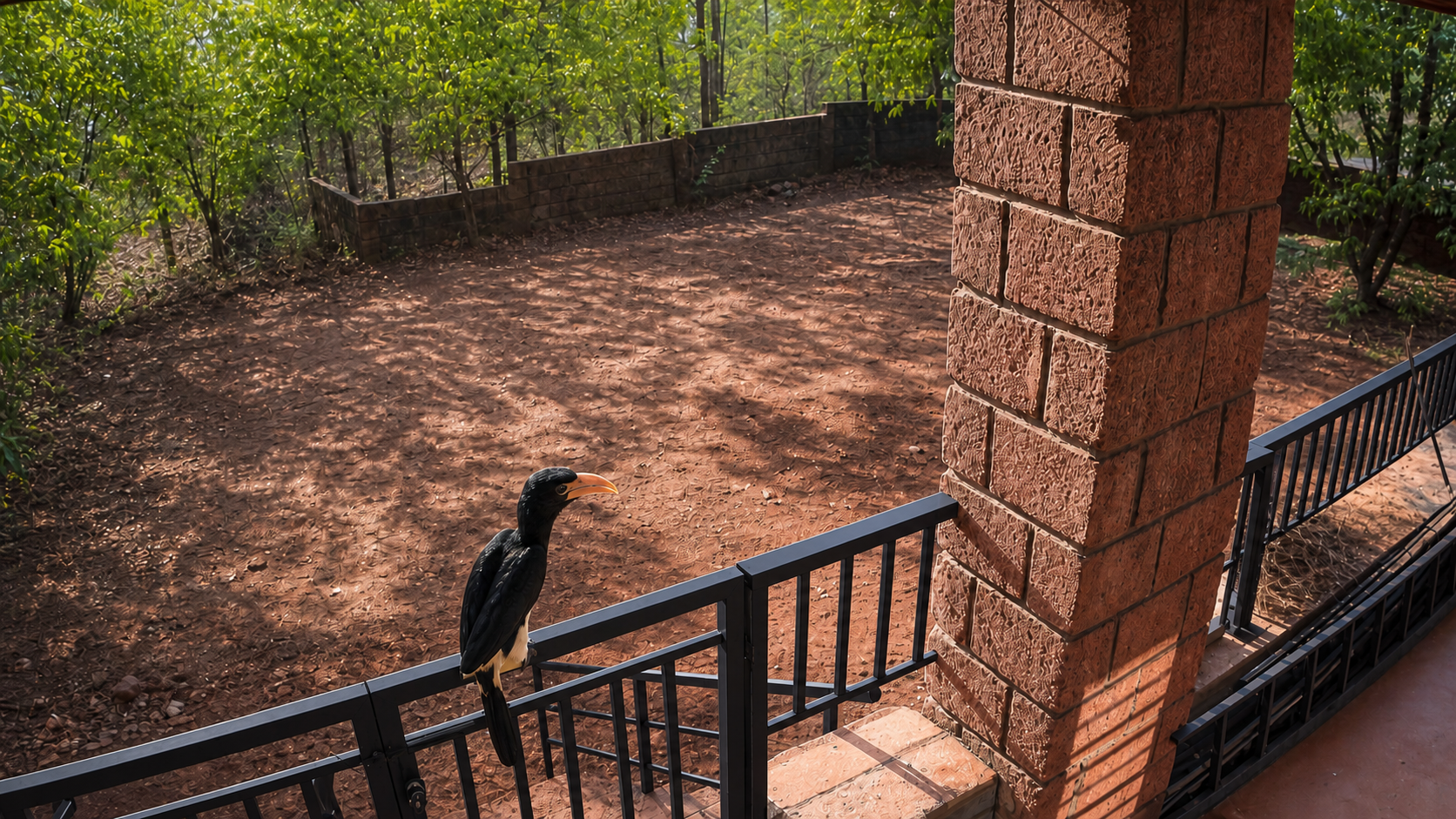 A wild bird visiting the farmhouse veranda