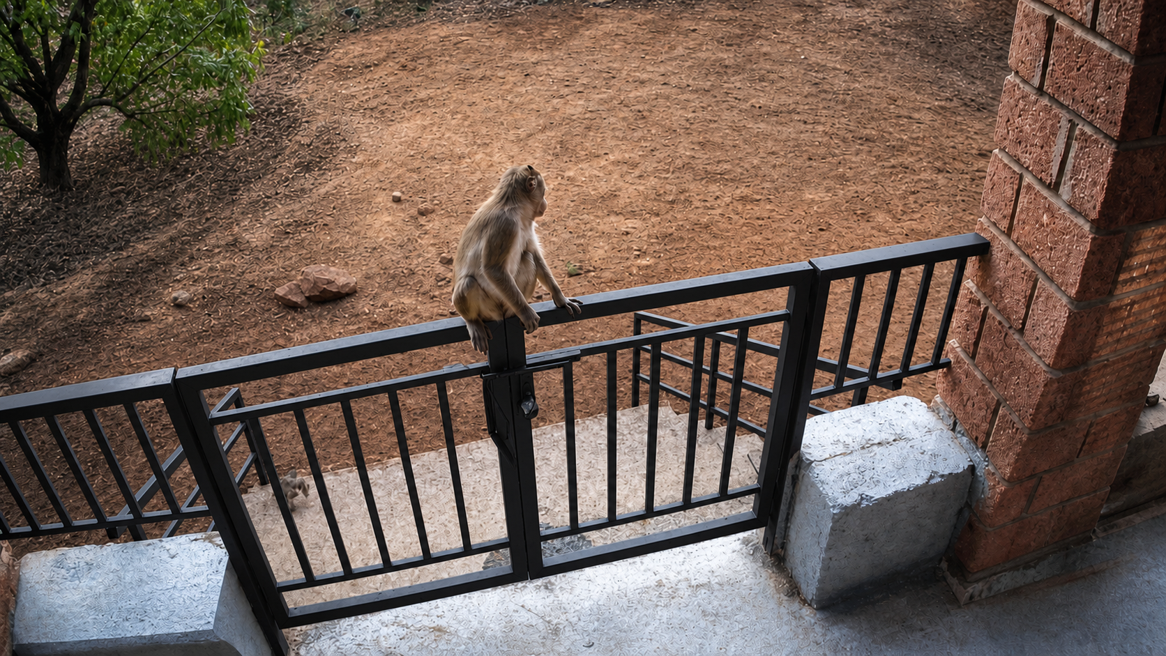 A monkey visiting the farmhouse gate