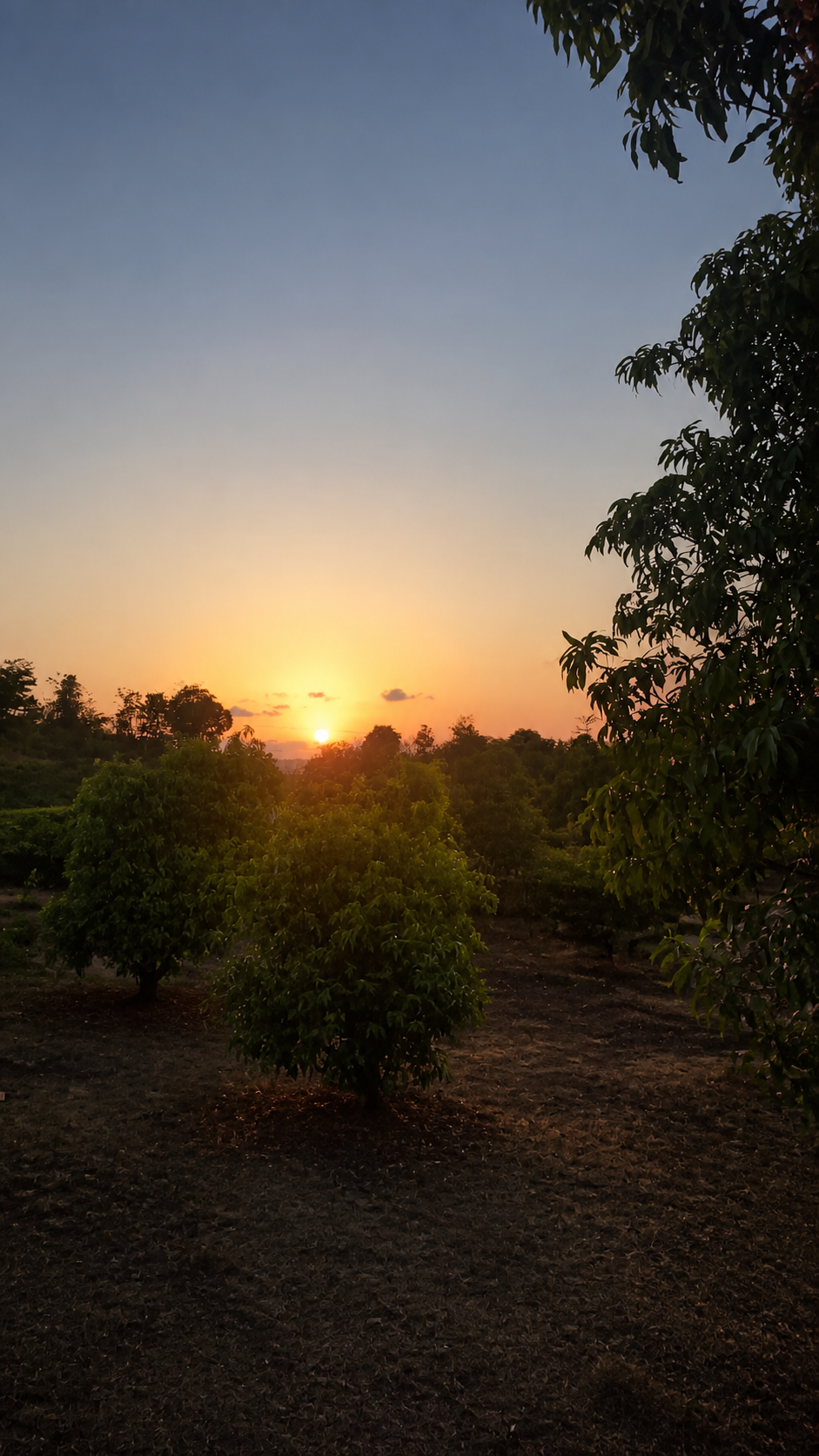 Golden sunset over the Mango Mount orchard